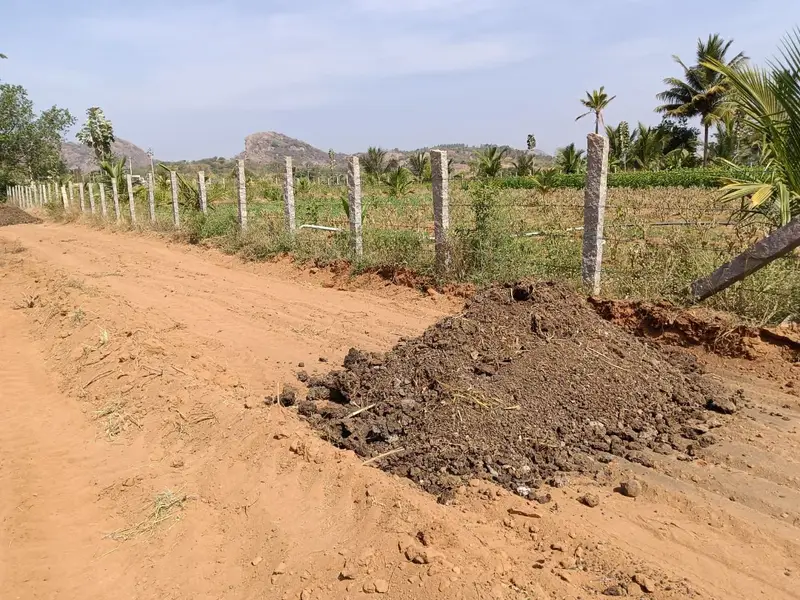 A heap of cow dung by the fence, before planting