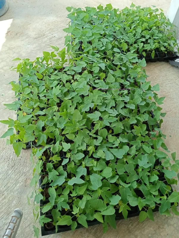 Seedlings in a tray