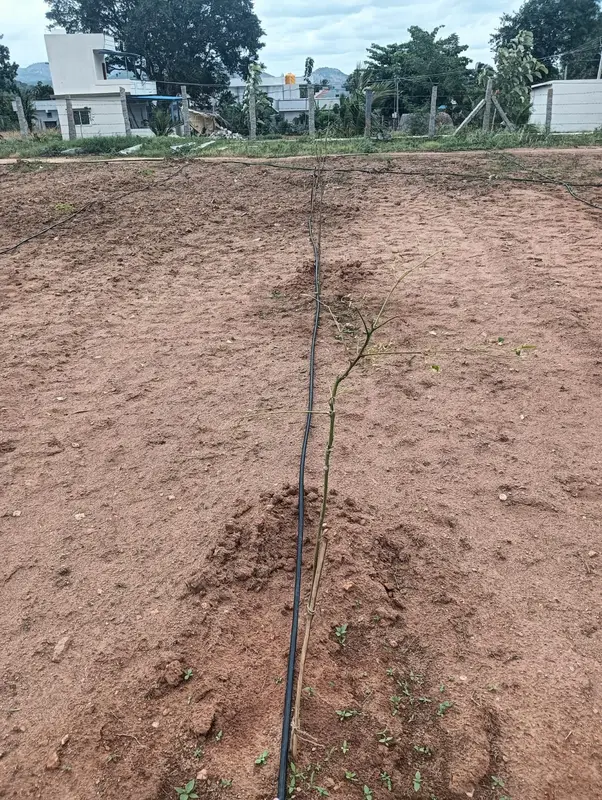 A new sapling beside the drip line
