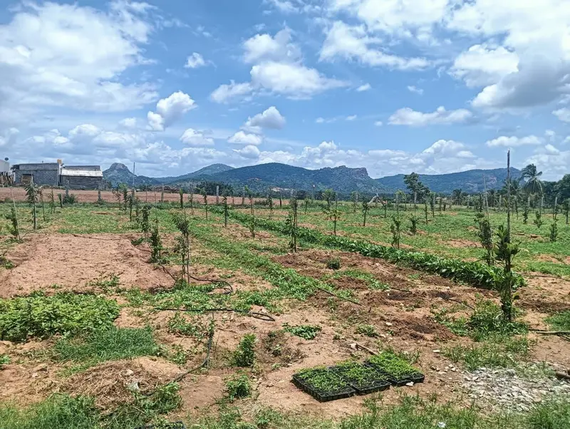The young farm under the hills