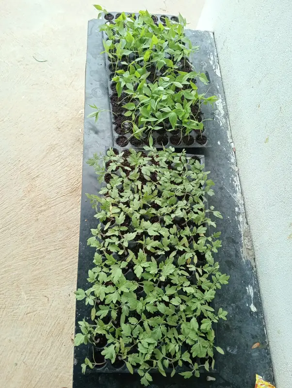Chilli and tomato seedlings from the Sathanur nursery