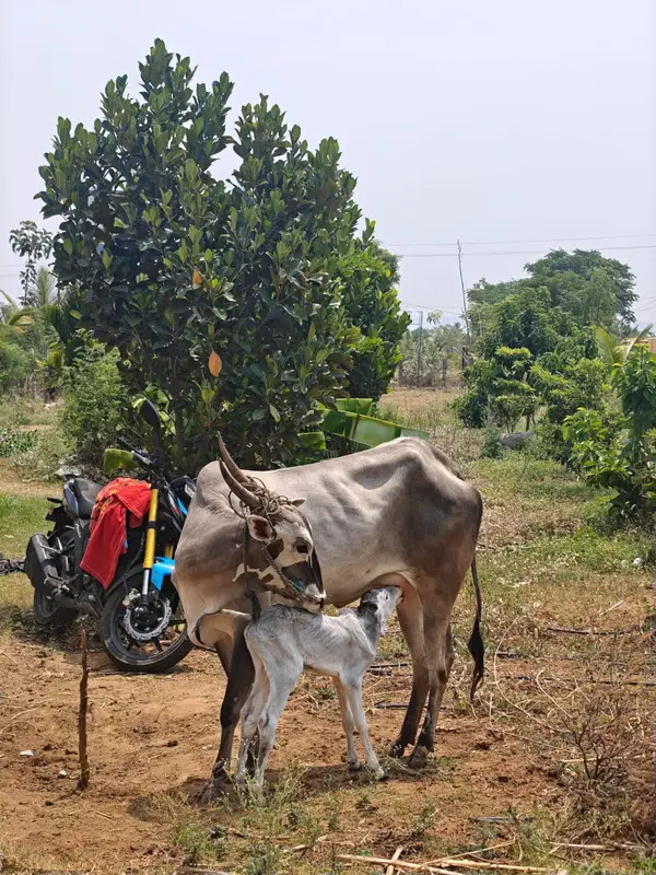 The cow with her newborn calf