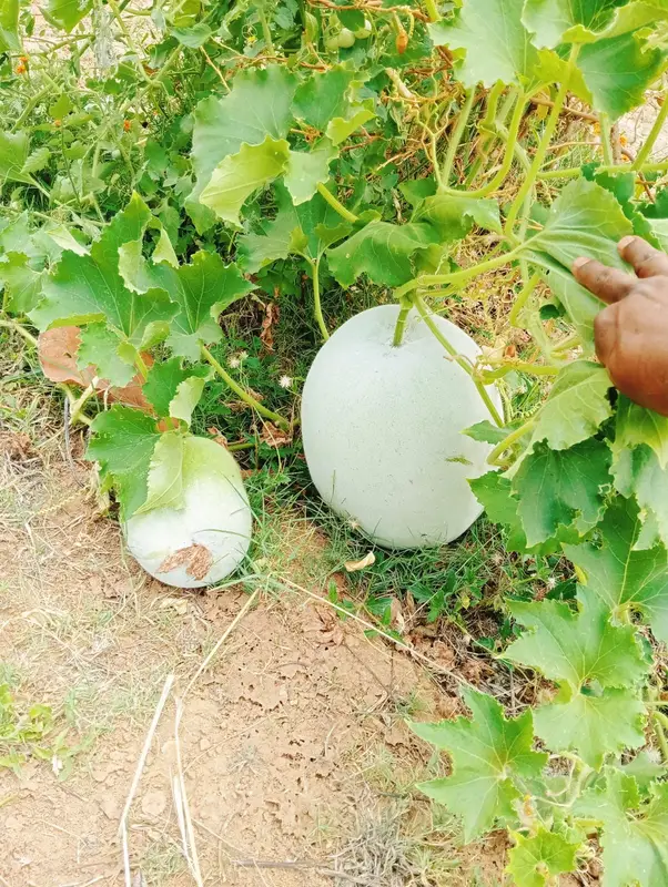 Ash gourds on the vine